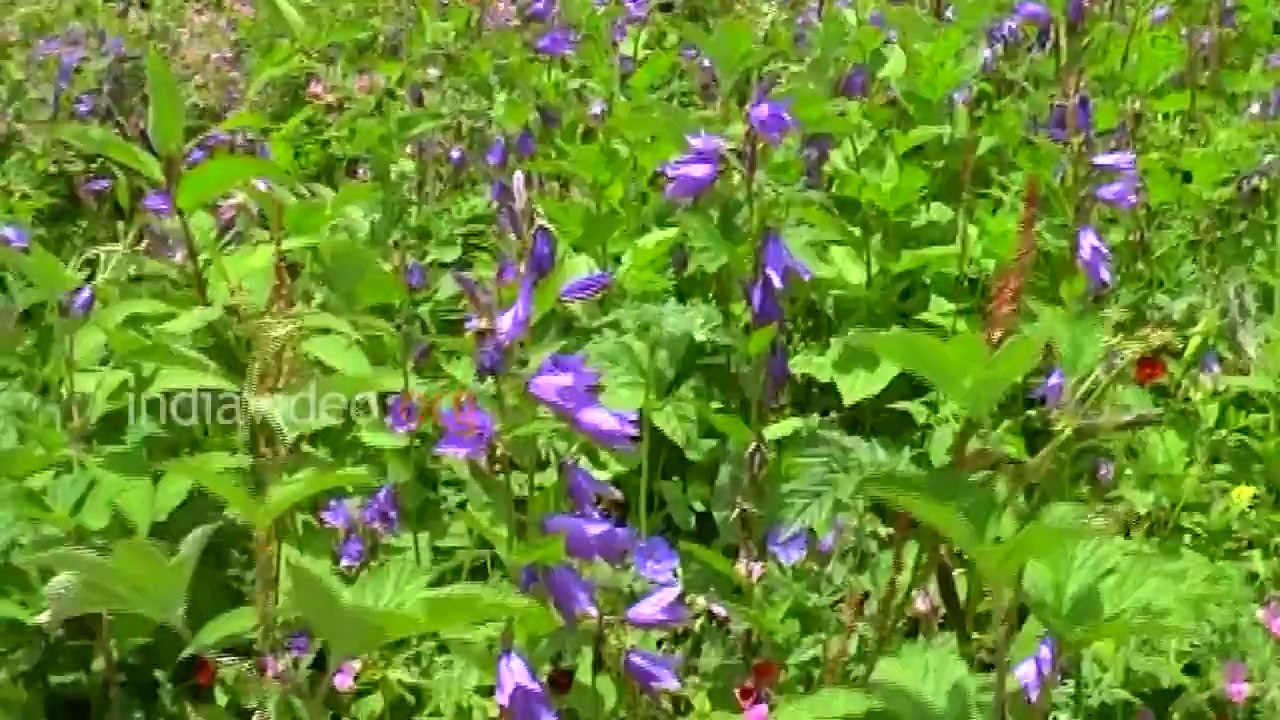 Mesmerizing Valley - Valley of Flowers National Park