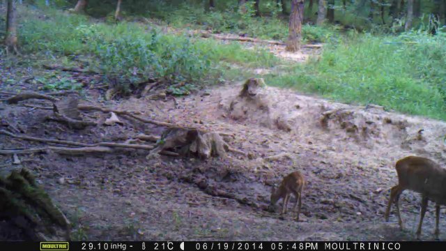 Chevreuil et faon cherchent de l'eau