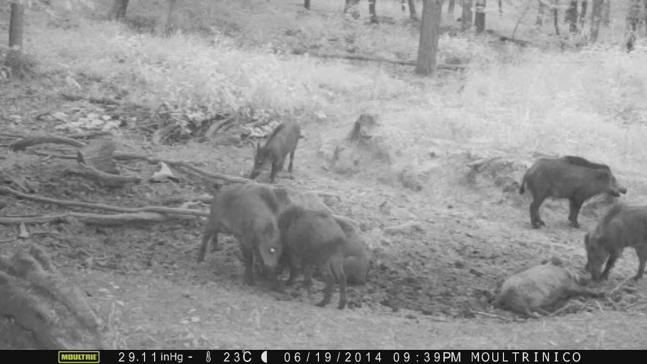 8 sangliers se bousculent pour un peu de boue