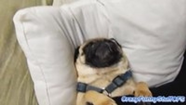 Sleepy Pugs Compilation