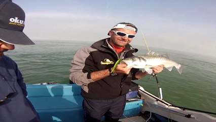 Bars et morues dans le Nord, mai juin 2014, partie 2 sur 2