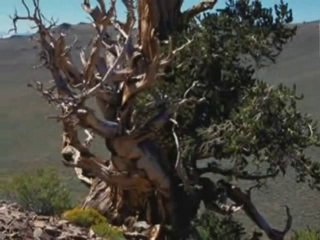 Why do people laugh at creationists_ (part 6).