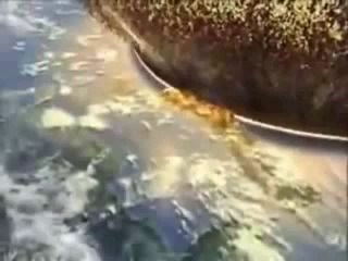 Why do people laugh at creationists_ (part 3).