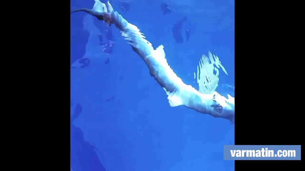 Un requin pêché au large de la Seyne-sur-mer