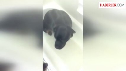 Kendi Kendine Duşa Giren Köpek Sahiplerini Şaşkına Çevirdi