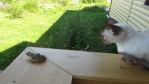 Кошка и лягушка. Реакция кошки на лягушку! :)