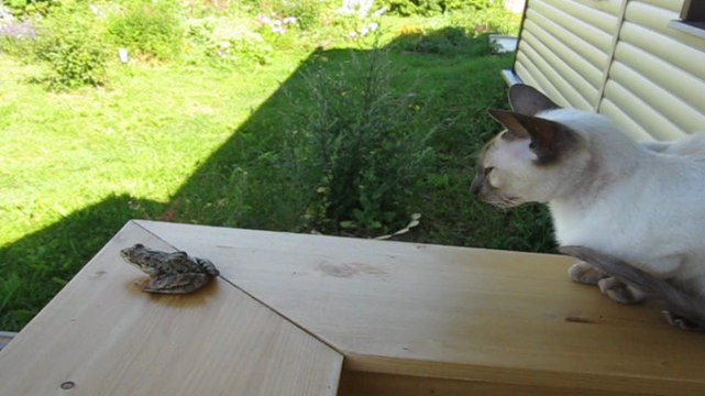 Кошка и лягушка. Реакция кошки на лягушку! :)