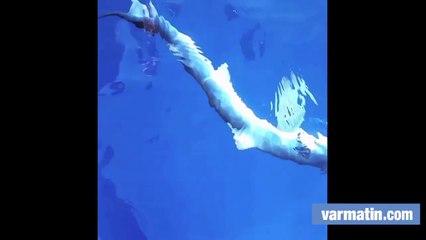 Un requin pêché au large de la Seyne-sur-mer