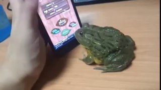 Frog playing mobile game