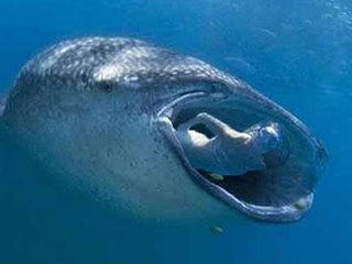 Man Survives Being Swallowed By A Whale