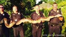 Cat-Eating 12-Foot Burmese Python Captured In Florida