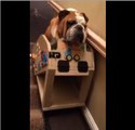 Hank the Bulldog using his custom stair lift