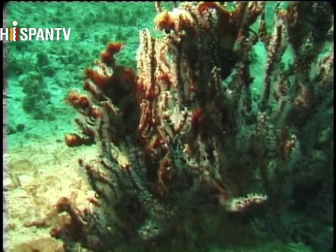 La vida marina del Golfo Pérsico - Parte 12