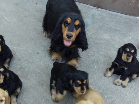 110_0192 Portée cockers anglais