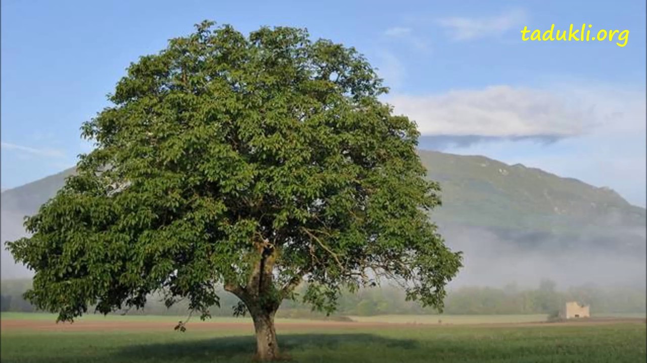 Kaci Abdjaoui - Tejjra n ldjuz aqdim  - v tadukli.org
