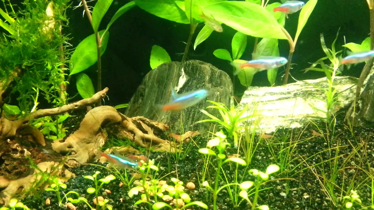 low tech bitkili tetra akvaryumu