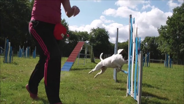 2014-08-02 Eclipse Running Dogwalk : back to the agility field !