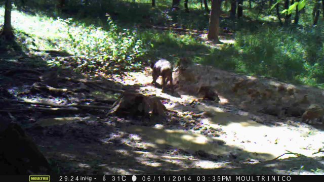 2 sangliers et marcassins