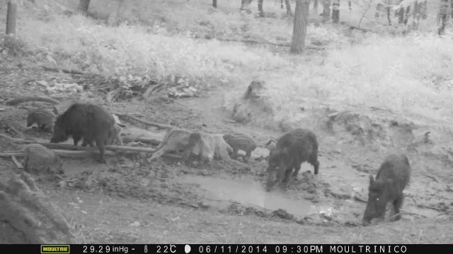 4 sangliers et marcassins