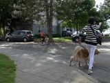 Ils extorquent 800 euros à une aveugle en menaçant de tuer son chien guide