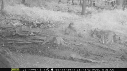 Biche de cerf Sika, nuit