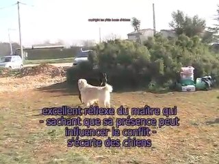 rencontre avec un vrai dominant