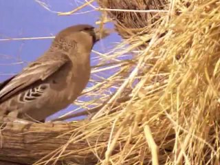 حياة الطيورالحلقه الثامنه متطلبات البيض BBC