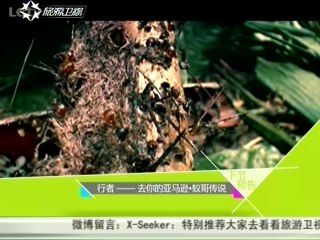 行者 亚马逊的神秘蚂蚁部落 20140418
