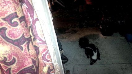 Video of a skunk being fed some long corn chips on the front porch during the night