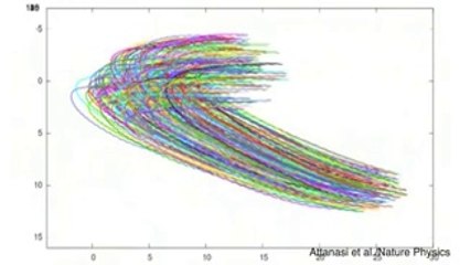 How Thousands Of Birds Instantly Move As One