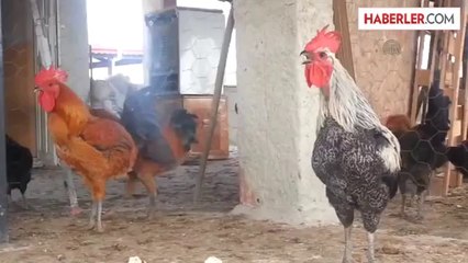 700 Liraya Damızlık Horoz