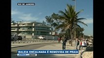 Humpback whale washes ahore Rio de Janeiro beach