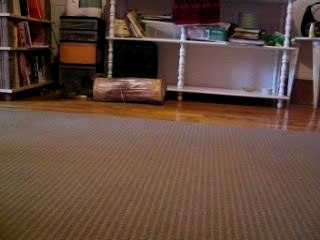 Mica cherche sa balle