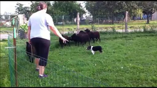 Joker 1er contact avec les moutons