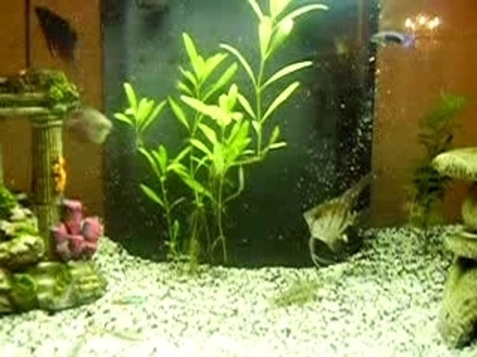 Aquarium 10.02 de VALENCE