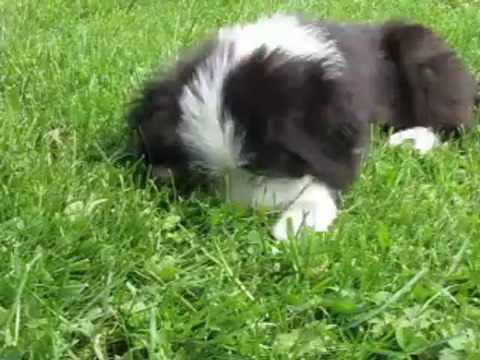 CHIOT BEARDED COLLIE, Elevage du Paradis des Coeurs Tendres