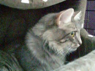 Chatons Harmonie deux jours