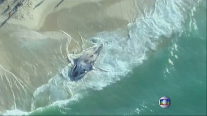 Une baleine de 35 tonnes échouée à Rio