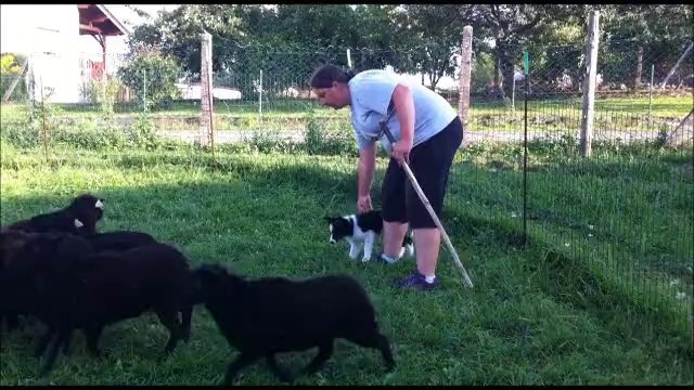 Jump premier contact avec les moutons