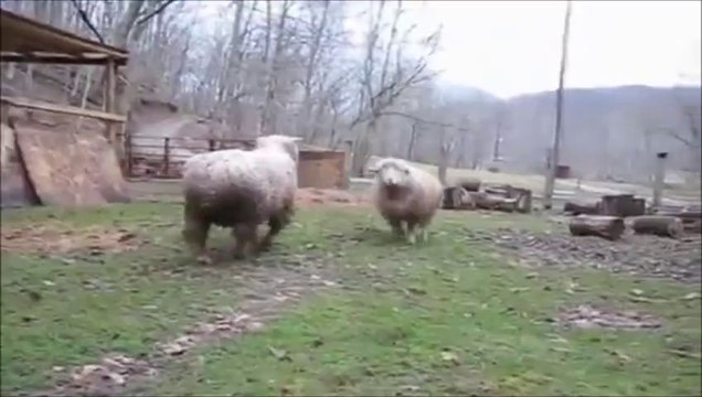 Баран и собака