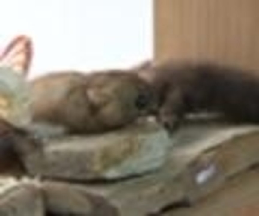 Akrep ve yılan korkusuna iyi gelen müze