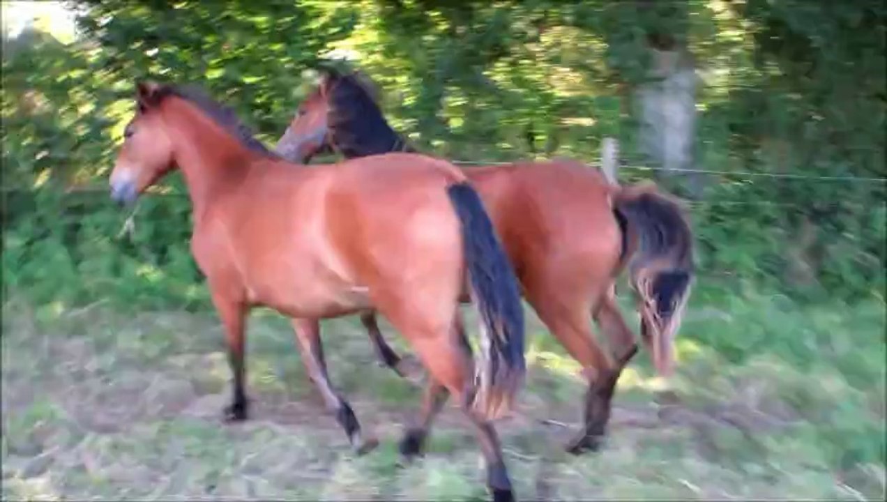 Dorigane et Demoizel Des Etoiles 15 août 2014