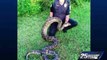 Un python mangeur de chats capturé en Floride