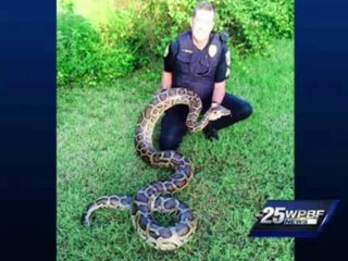 Un python mangeur de chats capturé en Floride
