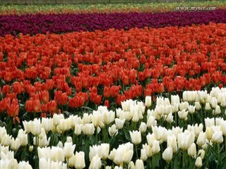 Sooraj Karay Salaam Chanda Karay Salaam - Afshan Ahemd