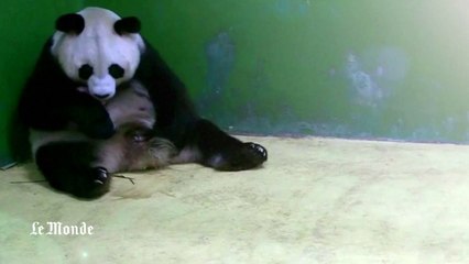 Chine : naissance de triplés pandas dans un zoo de Guangzhou