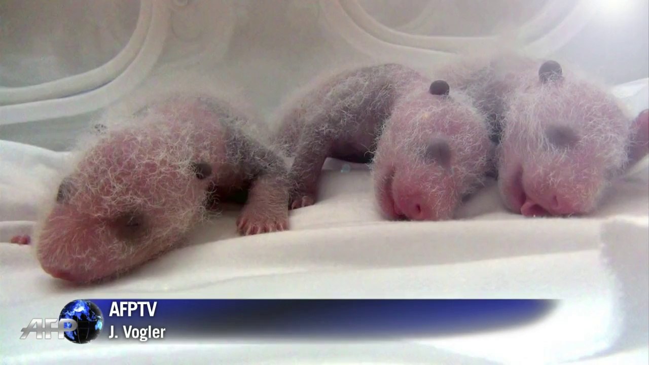 Putzige Panda-Drillinge in chinesischem Zoo