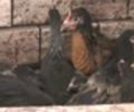 700 liraya damızlık horoz