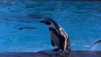 Fossil of two-metres-tall 'Colossus' penguin found in Antarctica