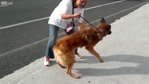 Elle traverse une autoroute fréquentée pour sauver un chien